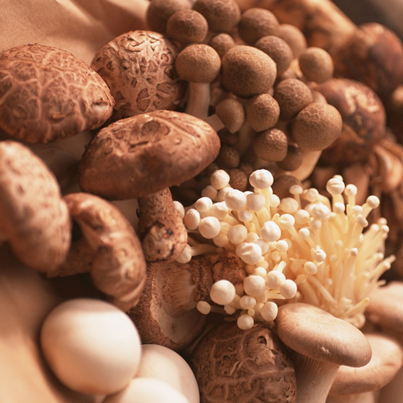 Mushroom Hot Pot Base suppliers